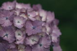 石楠花味道(石楠花的芬芳与美妙味道)