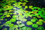 西沙湿地公园：赏湿地美景，享自然假日